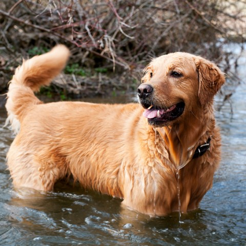 Looking for pet friendly cabins in Vermont? Bailey the golden, visiting one of our nearby streams.